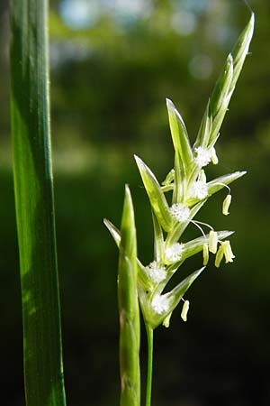 Glyceria fluitans \ Flutender Schwaden / Floating Sweet Grass, D T&uuml;bingen 3.6.2015