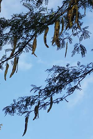Gleditsia triacanthos \ Amerikanische Gleditschie, Lederh�lsenbaum / Honey Locust, D Mannheim 17.9.2017