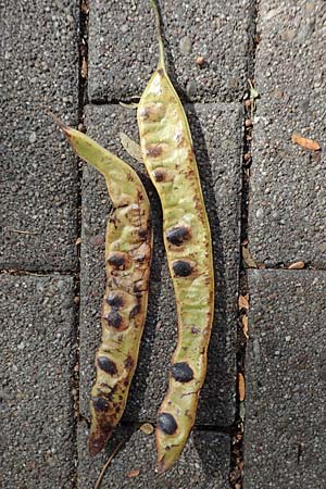Gleditsia triacanthos \ Amerikanische Gleditschie, Lederh�lsenbaum / Honey Locust, D Mannheim 17.9.2017