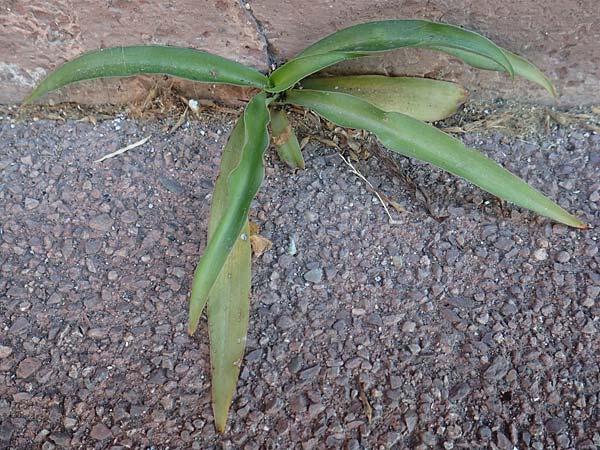 Chlorophytum comosum \ Gr�nlilie / Spider Plant, St Bernard's Lily, D Mannheim 16.9.2018