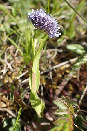 Globularia bisnagarica \ Gew�hnliche Kugelblume / Common Globularia, D Neuleiningen 15.5.2019