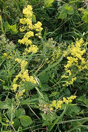 Galium verum, Echtes Labkraut