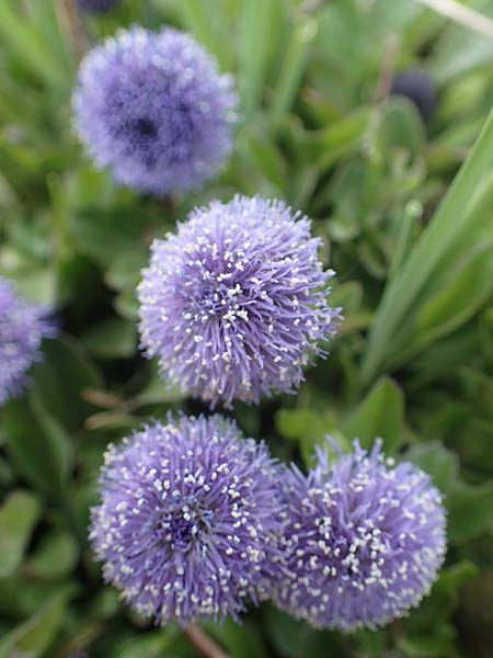 Globularia bisnagarica \ Gew�hnliche Kugelblume / Common Globularia, D K&ouml;nigheim 3.5.2021