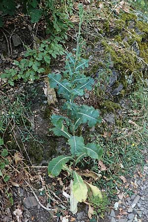 Lactuca virosa / Great Lettuce, D Hatzenport 19.6.2022