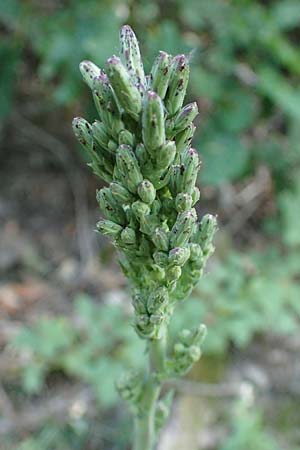 Lactuca virosa / Great Lettuce, D Hatzenport 19.6.2022