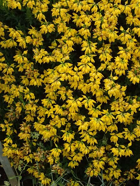 Genista lydia \ Lydischer Ginster / Lydian Broom, D Botan. Gar.  Universit.  Ulm 26.5.2025