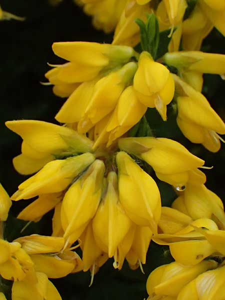 Genista lydia \ Lydischer Ginster / Lydian Broom, D Botan. Gar.  Universit.  Ulm 26.5.2025