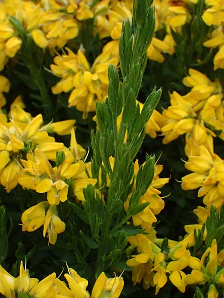 Genista lydia \ Lydischer Ginster / Lydian Broom, D Botan. Gar.  Universit.  Ulm 26.5.2025
