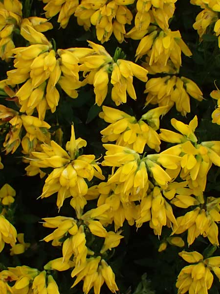 Genista lydia \ Lydischer Ginster / Lydian Broom, D Botan. Gar.  Universit.  Ulm 26.5.2025