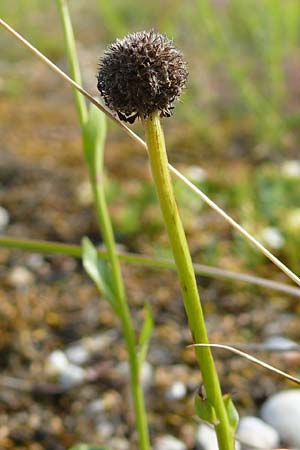 Globularia bisnagarica \ Gew�hnliche Kugelblume / Common Globularia, D Plattling 30.6.2020 (Photo: Eva Knon)