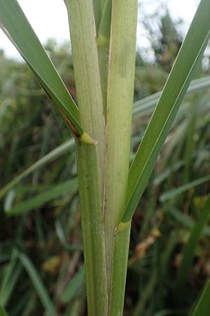 Glyceria maxima \ Wasser-Schwaden / Reed Manna Grass, Reed Sweet Grass, D R&uuml;sselsheim 5.10.2019