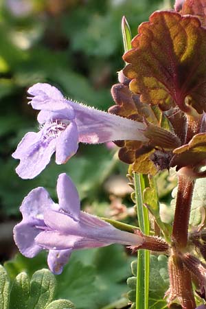 Glechoma hederacea \ Gundermann, Gundelrebe / Ground-Ivy, D Mannheim 9.4.2020