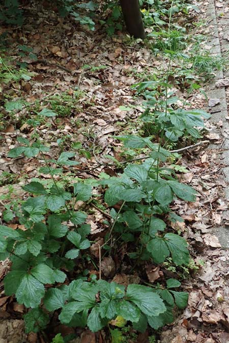 Geum macrophyllum \ Gro�bl�ttrige Nelkenwurz / Largeleaf Avens, D Bochum 10.6.2020