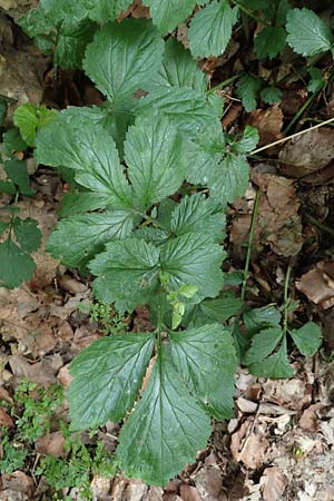 Geum macrophyllum \ Gro�bl�ttrige Nelkenwurz / Largeleaf Avens, D Bochum 10.6.2020