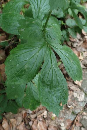 Geum macrophyllum \ Gro�bl�ttrige Nelkenwurz / Largeleaf Avens, D Bochum 10.6.2020