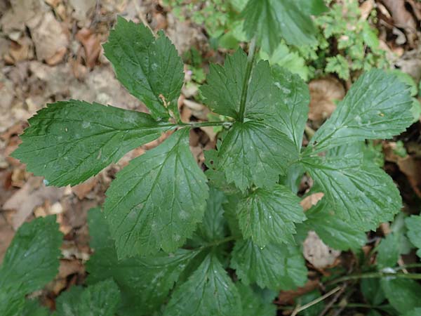 Geum macrophyllum \ Gro�bl�ttrige Nelkenwurz / Largeleaf Avens, D Bochum 10.6.2020