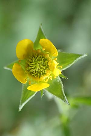 Geum macrophyllum \ Gro�bl�ttrige Nelkenwurz / Largeleaf Avens, D Bochum 10.6.2020