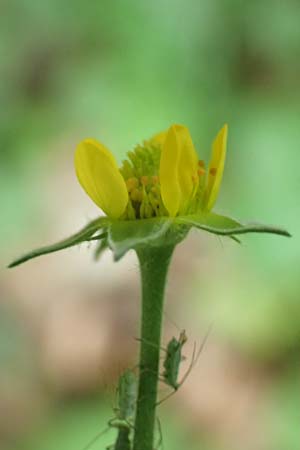 Geum macrophyllum \ Gro�bl�ttrige Nelkenwurz / Largeleaf Avens, D Bochum 10.6.2020
