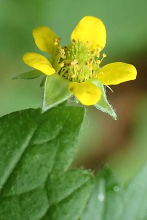 Geum macrophyllum \ Gro�bl�ttrige Nelkenwurz / Largeleaf Avens, D Bochum 10.6.2020