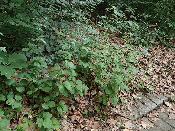 Geum macrophyllum \ Gro�bl�ttrige Nelkenwurz / Largeleaf Avens, D Bochum 10.6.2020