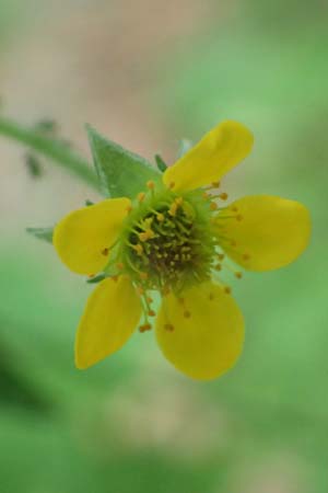 Geum macrophyllum \ Gro�bl�ttrige Nelkenwurz / Largeleaf Avens, D Bochum 10.6.2020