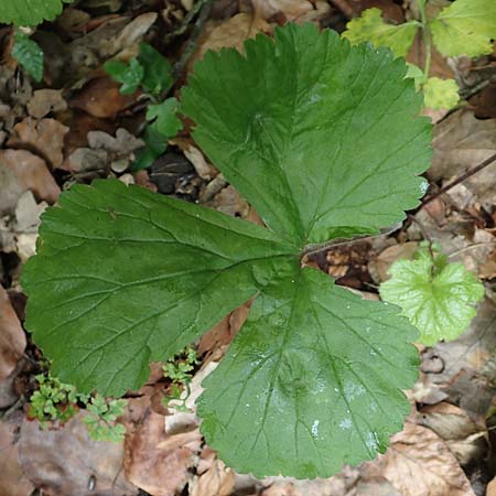 Geum macrophyllum \ Gro�bl�ttrige Nelkenwurz / Largeleaf Avens, D Bochum 10.6.2020