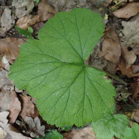 Geum macrophyllum \ Gro�bl�ttrige Nelkenwurz / Largeleaf Avens, D Bochum 10.6.2020