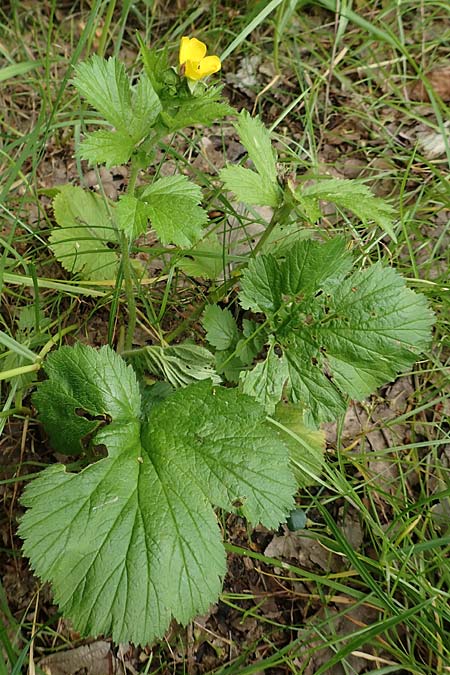 Geum macrophyllum \ Gro�bl�ttrige Nelkenwurz / Largeleaf Avens, D Bochum 10.6.2020
