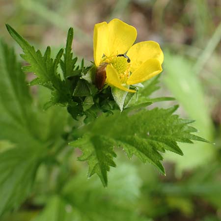 Geum macrophyllum \ Gro�bl�ttrige Nelkenwurz / Largeleaf Avens, D Bochum 10.6.2020