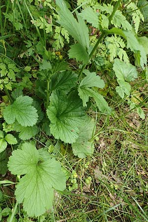 Geum macrophyllum \ Gro�bl�ttrige Nelkenwurz / Largeleaf Avens, D Bochum 10.6.2020