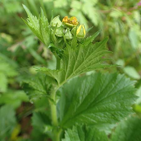 Geum macrophyllum \ Gro�bl�ttrige Nelkenwurz / Largeleaf Avens, D Bochum 10.6.2020