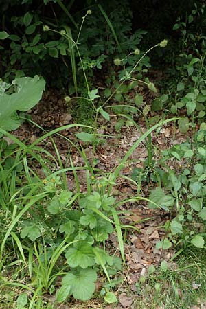 Geum macrophyllum \ Gro�bl�ttrige Nelkenwurz / Largeleaf Avens, D Bochum 10.6.2020