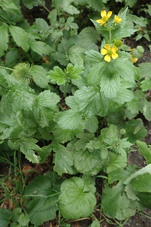 Geum macrophyllum \ Gro�bl�ttrige Nelkenwurz / Largeleaf Avens, D Bochum 28.7.2020