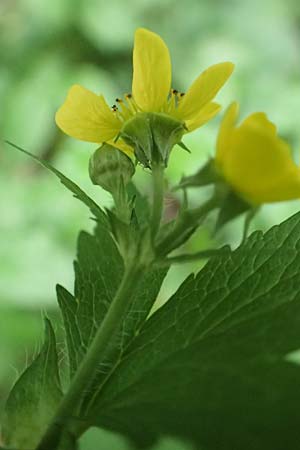 Geum macrophyllum \ Gro�bl�ttrige Nelkenwurz / Largeleaf Avens, D Bochum 28.7.2020