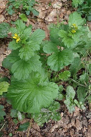 Geum macrophyllum \ Gro�bl�ttrige Nelkenwurz / Largeleaf Avens, D Bochum 28.7.2020