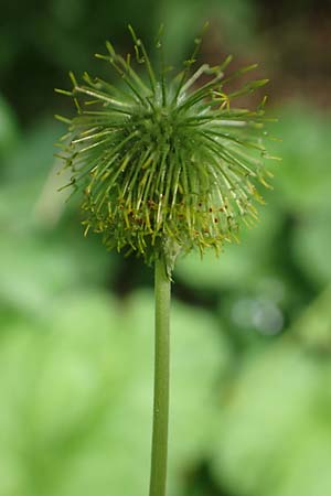 Geum macrophyllum \ Gro�bl�ttrige Nelkenwurz / Largeleaf Avens, D Bochum 28.7.2020
