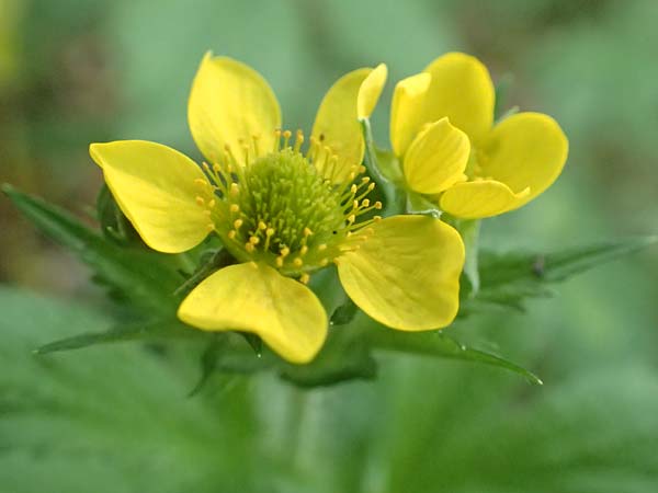 Geum macrophyllum \ Gro�bl�ttrige Nelkenwurz / Largeleaf Avens, D Bochum 28.7.2020