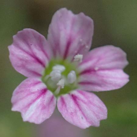 Gypsophila muralis \ Acker-Gipskraut / Cushion Gypsophila, D Lampertheim 28.8.2021