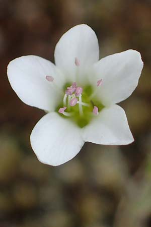Sabulina caespitosa \ Galmei-Fr�hlings-Miere, Harzer Fr�hlings-Miere / Calaminarian Spring Sandwort, D Th&uuml;ringen, Bottendorf 6.6.2022