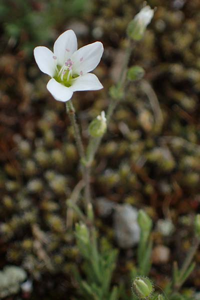 Sabulina caespitosa \ Galmei-Fr�hlings-Miere, Harzer Fr�hlings-Miere / Calaminarian Spring Sandwort, D Th&uuml;ringen, Bottendorf 6.6.2022