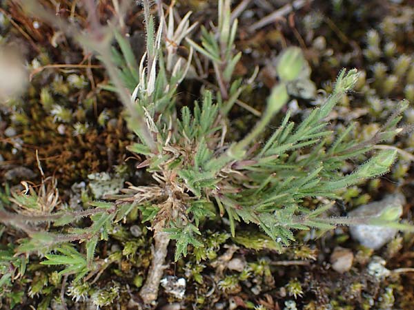 Sabulina caespitosa \ Galmei-Fr�hlings-Miere, Harzer Fr�hlings-Miere / Calaminarian Spring Sandwort, D Th&uuml;ringen, Bottendorf 6.6.2022