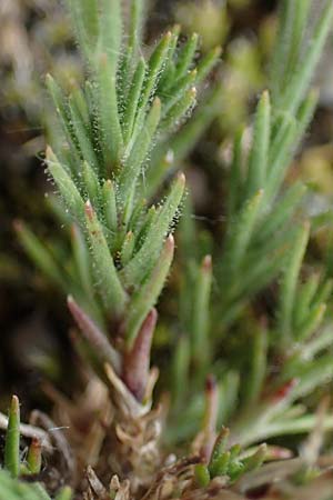 Sabulina caespitosa \ Galmei-Fr�hlings-Miere, Harzer Fr�hlings-Miere / Calaminarian Spring Sandwort, D Th&uuml;ringen, Bottendorf 6.6.2022