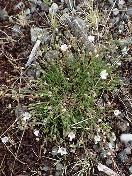 Sabulina caespitosa, Calaminarian Spring Sandwort