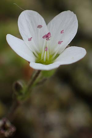 Sabulina caespitosa \ Galmei-Fr�hlings-Miere, Harzer Fr�hlings-Miere / Calaminarian Spring Sandwort, D Th&uuml;ringen, Bottendorf 6.6.2022