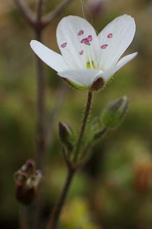 Sabulina caespitosa, Calaminarian Spring Sandwort