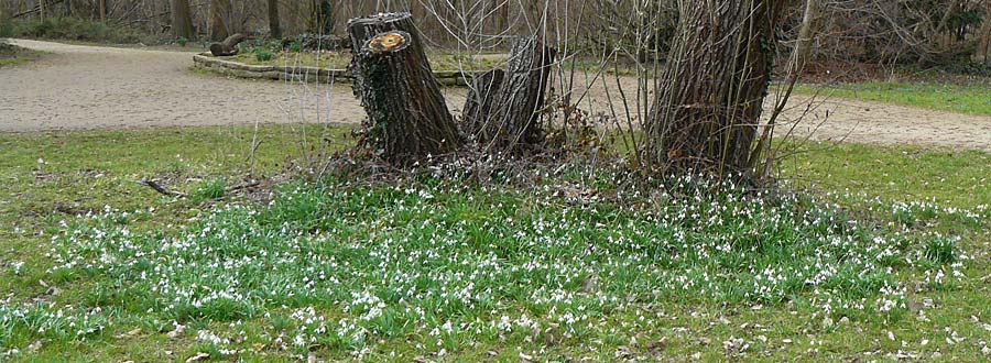 Galanthus nivalis \ Echtes Schneegl�ckchen / Snowdrop, D Ludwigshafen 8.3.2021
