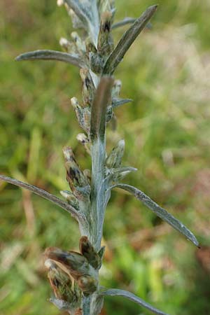 Gnaphalium norvegicum \ Norwegisches Ruhrkraut / Highland Cudweed, D Schwarzwald/Black-Forest, Belchen 22.7.2017