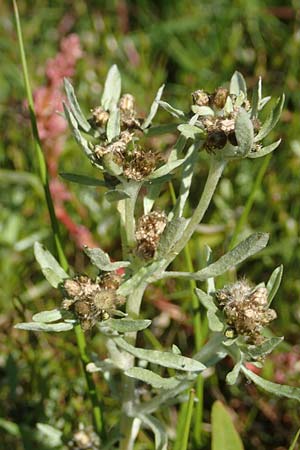 Gnaphalium uliginosum \ Sumpf-Ruhrkraut, D Schwarzenborn 8.9.2020