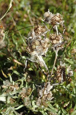 Gnaphalium uliginosum \ Sumpf-Ruhrkraut, D Schwarzenborn 8.9.2020