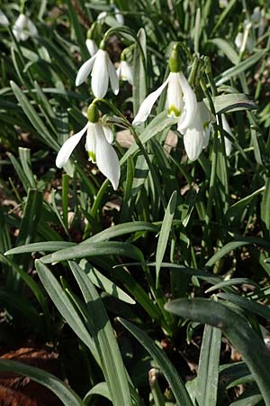 Galanthus nivalis \ Echtes Schneegl�ckchen / Snowdrop, D Ludwigshafen 8.3.2021
